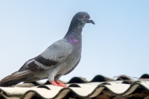 Pigeon Control, Pest Control in Roehampton, SW15. Call Now 020 8166 9746