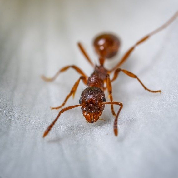 Field Ants, Pest Control in Roehampton, SW15. Call Now! 020 8166 9746