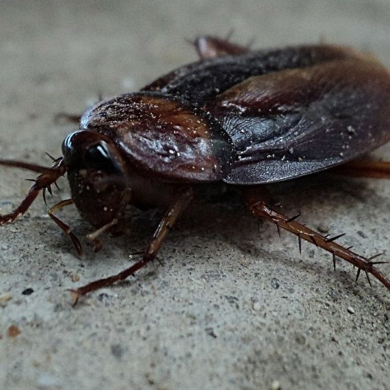 Cockroaches, Pest Control in Roehampton, SW15. Call Now! 020 8166 9746