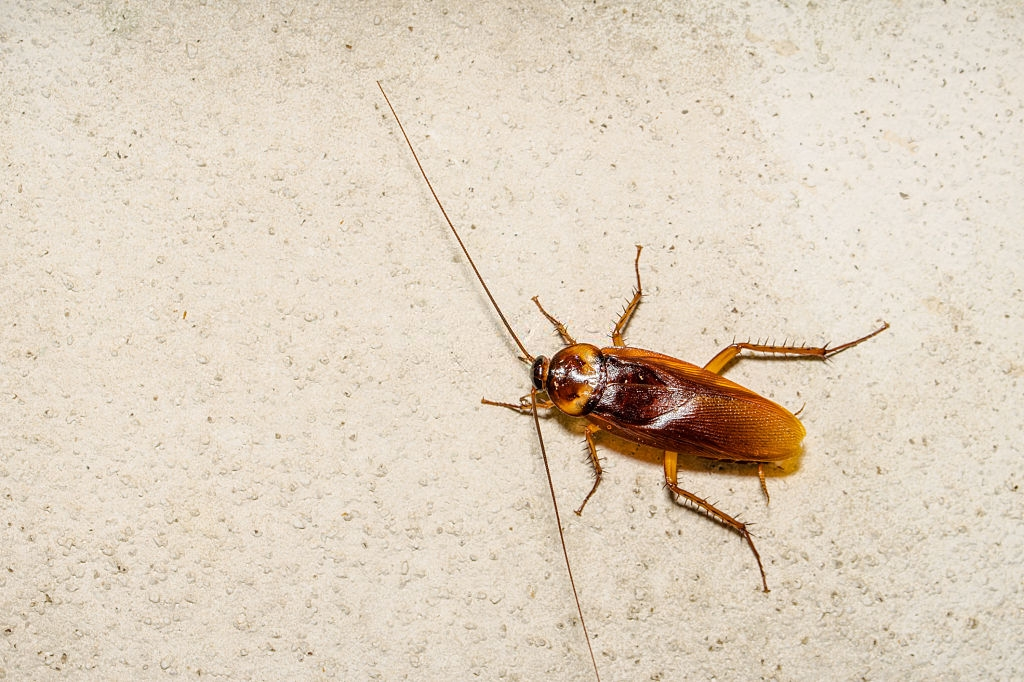 Cockroach Control, Pest Control in Roehampton, SW15. Call Now 020 8166 9746
