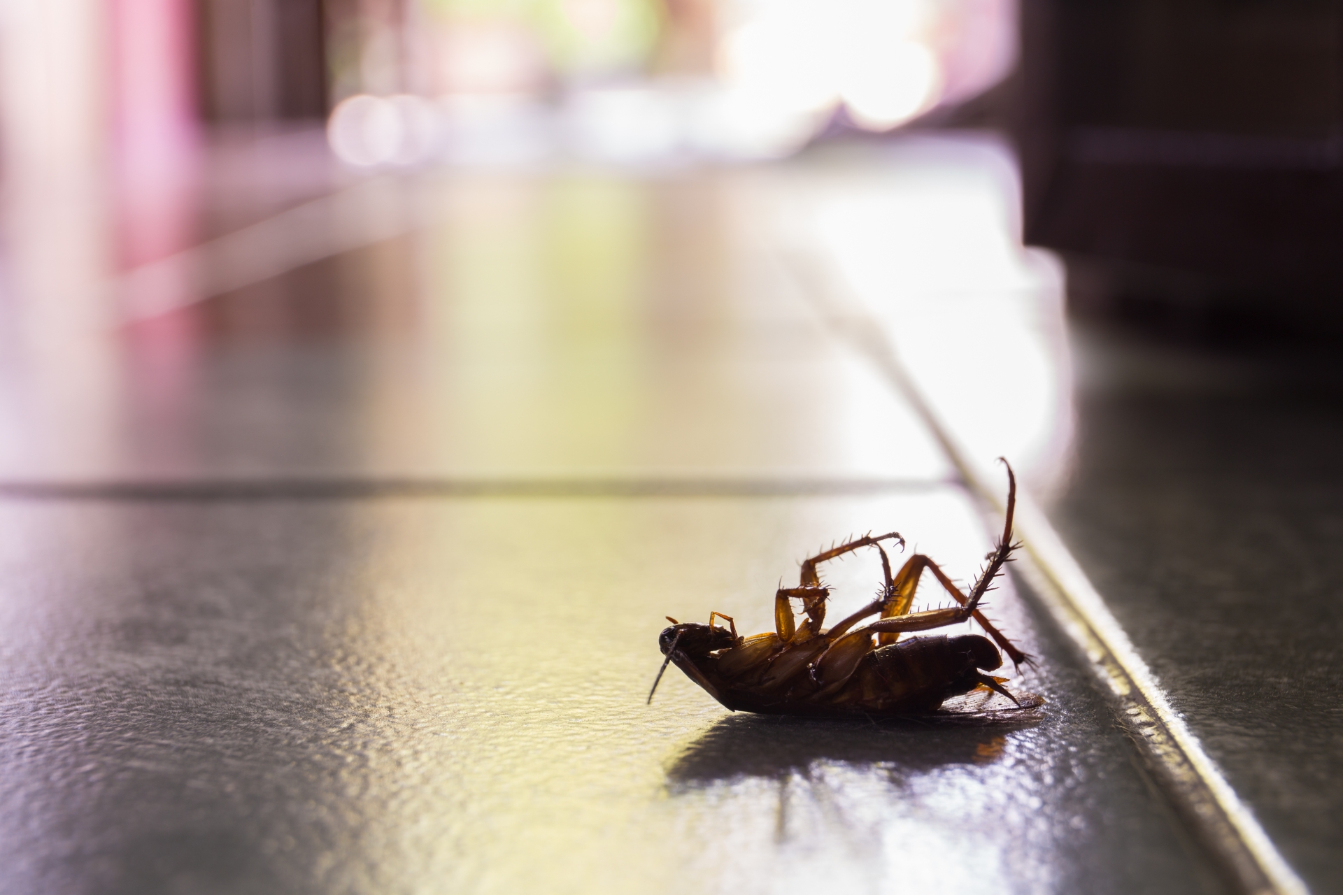 Cockroach Control, Pest Control in Roehampton, SW15. Call Now 020 8166 9746