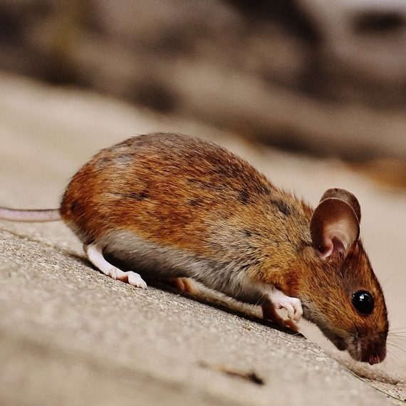 Mice, Pest Control in Roehampton, SW15. Call Now! 020 8166 9746