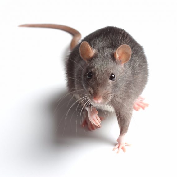 Rats, Pest Control in Roehampton, SW15. Call Now! 020 8166 9746