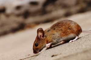 Mouse extermination, Pest Control in Roehampton, SW15. Call Now 020 8166 9746