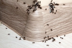 Ant Control, Pest Control in Roehampton, SW15. Call Now 020 8166 9746