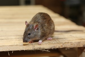 Rodent Control, Pest Control in Roehampton, SW15. Call Now 020 8166 9746