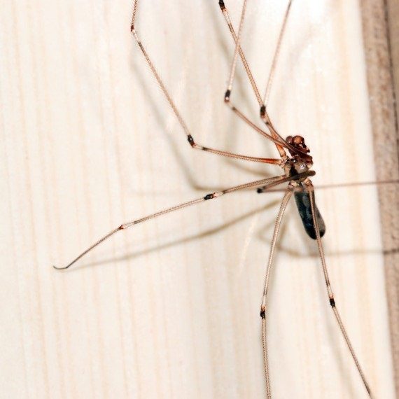 Spiders, Pest Control in Roehampton, SW15. Call Now! 020 8166 9746